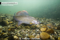Thymallus thymalus by Rostislav Štefánek 